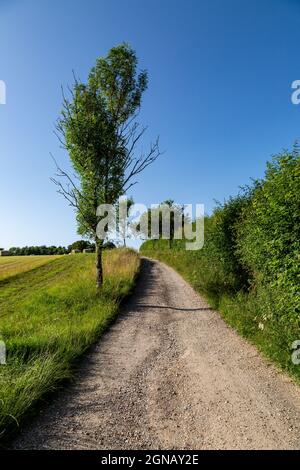 An einem sonnigen Sommertag blickt man auf einen Pfad entlang des Ackerlandes in Sussex Stockfoto
