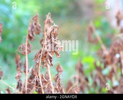 Getrocknetes, braunes Blatt, das an einem Baum hängend ist, verwelkte Baumblätter aus nächster Nähe, verwelkte Blätter aus nächster Nähe. Makrofotografie in der Natur. Braune Blätter hängen Stockfoto