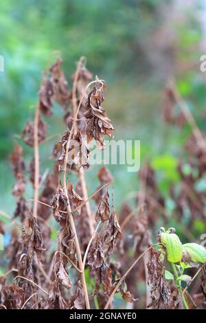 Getrocknetes, braunes Blatt, das an einem Baum hängend ist, verwelkte Baumblätter aus nächster Nähe, verwelkte Blätter aus nächster Nähe. Makrofotografie in der Natur. Braune Blätter hängen Stockfoto