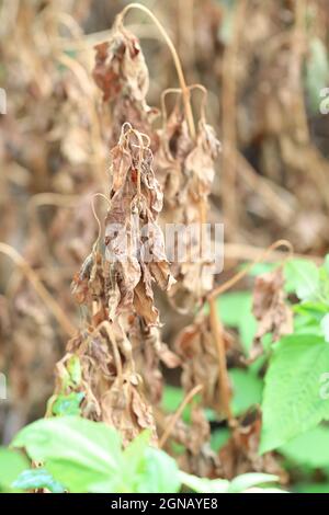 Getrocknetes, braunes Blatt, das an einem Baum hängend ist, verwelkte Baumblätter aus nächster Nähe, verwelkte Blätter aus nächster Nähe. Makrofotografie in der Natur. Braune Blätter hängen Stockfoto