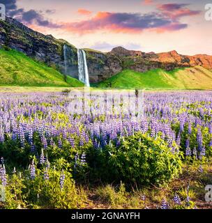 Malerischer Blick auf den Seljalandfoss Wasserfall am Morgen auf dem Seljalandsa Fluss. Farbenfrohe Sommersonnenaufgänge an der Südküste Islands, Europa. Künstlerischer Stil po Stockfoto