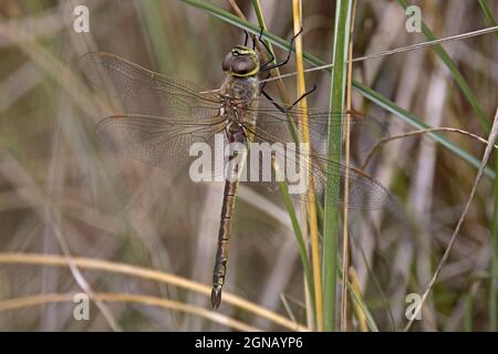 Vagrant Emperor (Anax ephippiger) Waxham Norfolk UK, Großbritannien, September 2021 Stockfoto