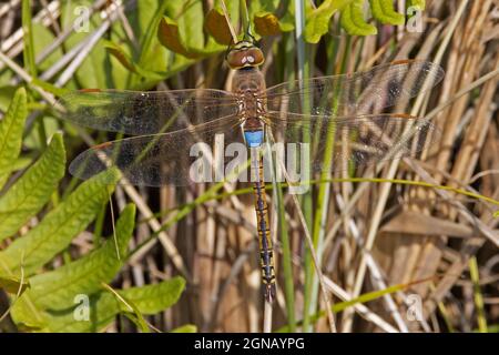 Vagrant Emperor (Anax ephippiger) Waxham Norfolk UK, Großbritannien, September 2021 Stockfoto