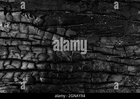 Nach dem Feuer verbrannte Baummuster. Stockfoto