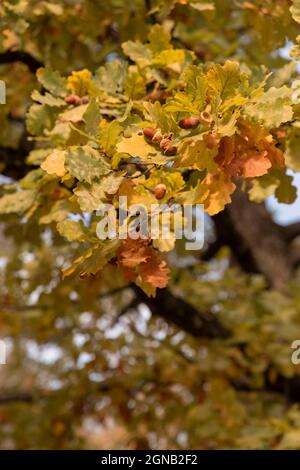 Reife Eichelnüsse auf Eichenzweigen in vertikaler Herbstausrichtung Stockfoto