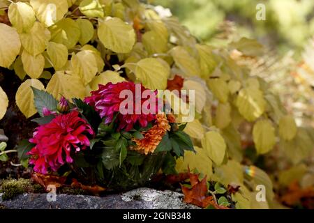 Rote und orangefarbene Dahlien blühen im Herbst im Freien Stockfoto