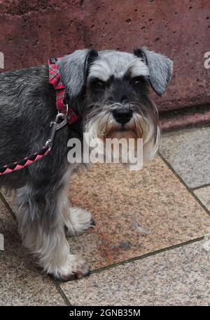Ein schöner, aber reizter Schnauzer Hund, Salz und Pfeffer, auf seinem Spaziergang. Oban, Schottland Stockfoto