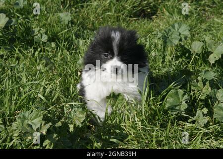 Ein wunderschöner, 2 Monate alter schwarz-weißer Spitz-Welpe spielt auf dem Gras. Land, Griechenland Stockfoto
