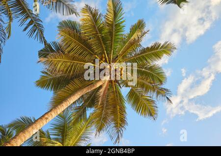 Zu Kokospalmen gegen den blauen Himmel. Stockfoto