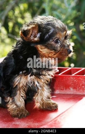 Das Porträt eines schönen 2 Monate alten yorkshire Terrier, yorkie, Welpe, mit lockigem Orange, schwarzem Haar, Sieht fröhlich aus. Land, Griechenland Stockfoto