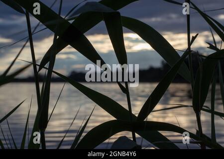 Blick durch das Schilf auf die Reflexion der untergehenden Sonne im See Stockfoto