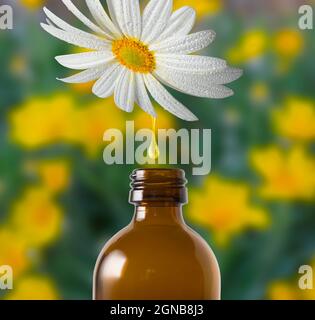 Weiße Gänseblümchen-Blume, aus der ein Tropfen Nektar in eine braune Flasche fällt. Verschwommener Hintergrund von gelben Gänseblümchen Stockfoto