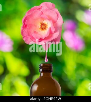 Rose Essenz gesunde alternative Medizin. Hautpflege. Ätherisches Öl oder Parfüm, das von der rosa Rosenblüte auf die Flasche fällt. Stockfoto