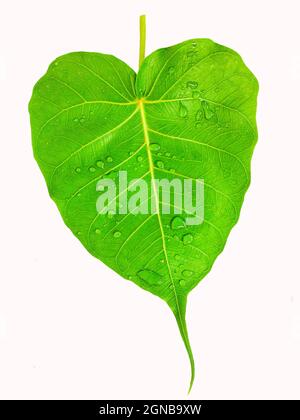 Heiliges Feigenblatt (Ficus religiosa L., Pipalbaum, Bohhi-Baum, Bo-Baum, Peepul) auf weißem Hintergrund Stockfoto