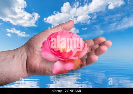 Nahaufnahme der Hand eines Mannes, die Rosenblume mit Himmel und Meer im Hintergrund gibt Stockfoto