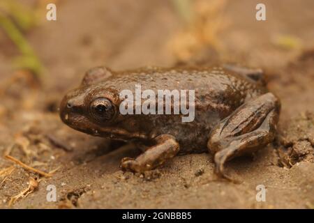 Nahaufnahme einer frischen, metaprhosierten, juvenilen europäischen Kröte, Bufo bufo Stockfoto