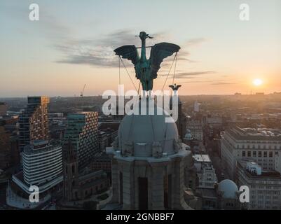 Lebervögel im Sonnenaufgang Stockfoto