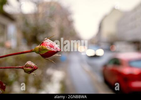 Selektive Fokusaufnahme von roten, frostbedeckten Rosenknospen Stockfoto