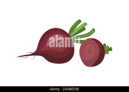 Rote Bete ganz und in einem Schnitt isoliert auf weißem Hintergrund. vektorgrafik. Gesunde Ernährung und Vitamin. Vegetarische Gerichte. Stock Vektor