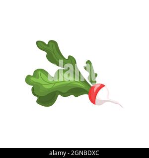 Ein Rettich isoliert auf weißem Hintergrund. vektorgrafik. Gesunde Ernährung und Vitamin. Vegetarische Gerichte. Stock Vektor