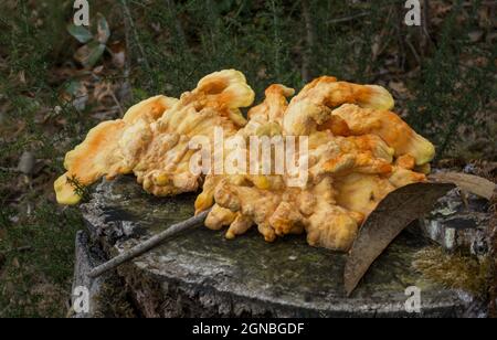 Laetiporus sulfureus, Brackepilz, Schwefel-Polypore, Schwefel-Regal, auf einem Stamm, Niederlande Stockfoto