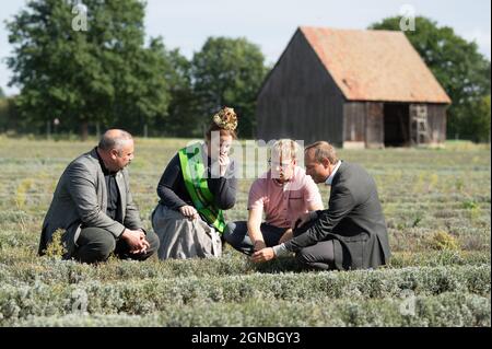 Niesky, Deutschland. September 2021. Torsten Krawczyk (l-r), Präsident des Sächsischen Landesbäuerverbandes, Erntekönigin Wibke Frotscher, Andreas Graf, Direktor der Agrargenossenschaft See, und Wolfram Günther (Bündnis90/die Grünen), Sachsens Umweltminister, sitzen am Rande einer Pressekonferenz zur Erntebilanz im Freistaat auf einem Lavendelfeld. Nach drei trockenen Jahren hat Regenwetter nun Verluste in der Ernte verursacht. Quelle: Sebastian Kahnert/dpa-Zentralbild/dpa/Alamy Live News Stockfoto