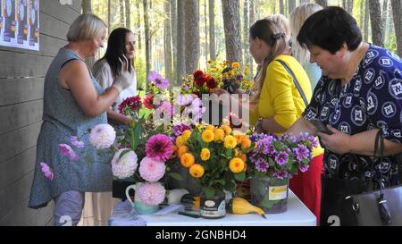 Olaine, Lettland - 11. September 2021. Menschen beobachten bunte Sorten von Blüten Dahlia pinnata mit Interesse. Frauen unterschiedlichen Alters wählen Blumen Stockfoto