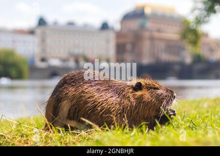 Nutria auf der Insel Strelecky an der Moldau, Nationaltheater im Hintergrund, Prag, Tschechische republik Stockfoto