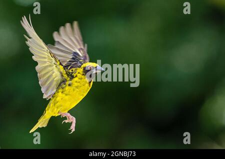 Dorfweber (Ploceus cucucullatus) Männchen im Flug, Grahamstown/Makhanda, Ostkap, Südafrika, 30. März 2018. Stockfoto