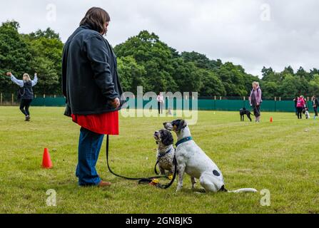 Eine Frau, die beim Hundetrainingstag im Unleashed Dog Agility Park, East Lothian, Schottland, Großbritannien, Hundebefehle unterrichtet Stockfoto