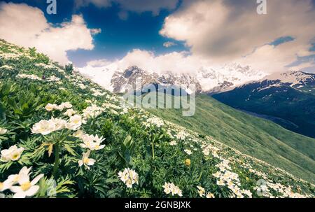 Felder blühender weißer Blumen in den Kaukasusbergen. Majestätische Sommer Blick auf den Shkhara Berg in den Wolken, Ushguli Dorf Lage, Uppe Stockfoto