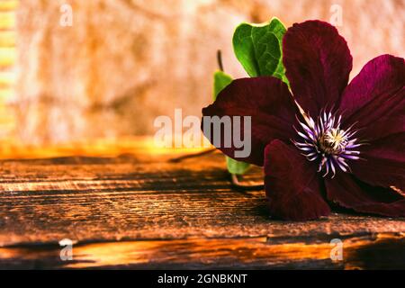 Bardblume von Clematis auf einem verbrannten Holzgrund. Hochwertige Fotos Stockfoto