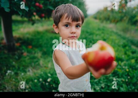 Niedlicher kleiner Kleinkind Junge hält aus und bietet reifen roten Apfel. Kind im Garten erkundet Pflanzen, die Natur im Herbst. Fantastische Szene. Ernte, Kindheit Stockfoto