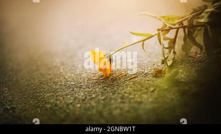 Eine wunderschöne duftende Ringelblume verblasst, gelbe Blütenblätter fallen auf den Asphalt, die von Licht beleuchtet werden. Natur und Heilkräuter. Stockfoto