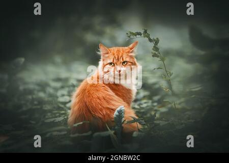 Eine wunderschöne, flauschige Katze sitzt zwischen dem Gras und den Dickichten des Laubs und sieht vorsichtig aus. Ein Spaziergang mit Haustieren. Stockfoto