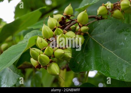 Frucht des Fuchshandschuhs oder Kaisergreims Paulownia tomentosa ein Laub schnell wachsender Baum aus China Stockfoto