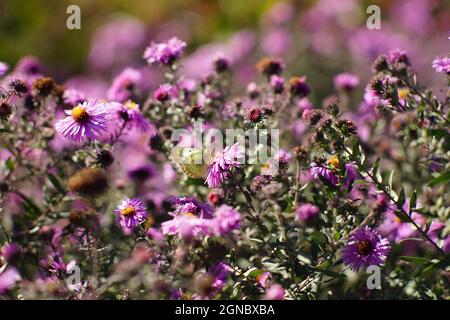 Gelber Schmetterling auf violetter Chrysantheme blüht im Herbstgarten. Stockfoto