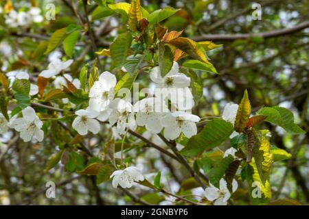 Nahaufnahme der Birnenbaumblüten. Stockfoto