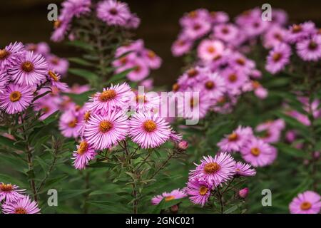 Eine Nahaufnahme eines blühenden Asters mit dunklem Hintergrund Stockfoto