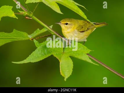 Tennessee Warbler (Leiothlypis peregrina) auf einem Zweig, Costa Rica Stockfoto