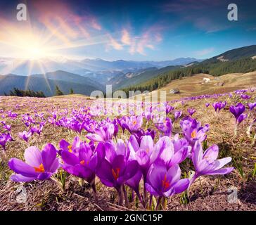 Farbenfrohe Frühlingslandschaft in den Karpaten mit Feldern blühender Krokusse. Herrlicher Sonnenaufgang im Bergtal. Ukraine, Europa Stockfoto