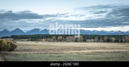 Schöne malerische Herbstlandschaft mit goldenen und grünen Bäumen, einer gelben Wiese, Bergen in der Ferne und bewölktem Himmel. Stockfoto