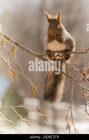 Nahaufnahme von Eichhörnchen auf Zweigen mit Hintergrundbeleuchtung nach unten Stockfoto