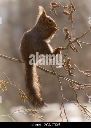 Profil und Nahaufnahme von Eichhörnchen auf Zweigen mit Gegenlicht Stockfoto