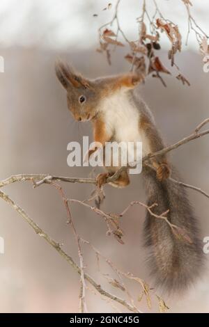 Nahaufnahme von Eichhörnchen auf Zweigen mit Hintergrundbeleuchtung und herunterfallen Stockfoto