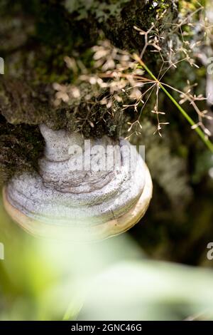 Ein Pilz im Wald wuchs auf einem Baum Stockfoto