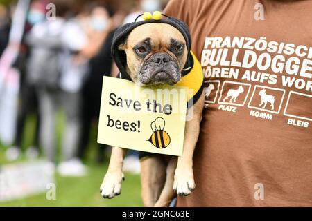 Heidelberg, Deutschland - 24. September 2021: Hund bei der globalen Klimabrekendemonstration mit Schild mit der Aufschrift „Rettet die Bienen“ Stockfoto