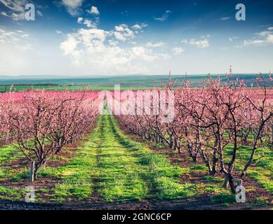 Blühende Pfirsichgärten in der Nähe von Istanbul. Schöne Außenlandschaft in der Türkei, Europa. Farbenfroher Sonnenaufgang im Pfirsichgarten im April. Schönheit der Länder Stockfoto
