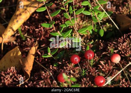 Vaccinium oxycoccos, Cranberry, Moor Cranberry. Rote reife Preiselbeeren und grüne Blätter auf einem roten Sphagnum-Teppich im Sonnenlicht im Freien. Speicherplatz kopieren. Stockfoto