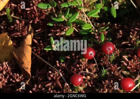 Vaccinium oxycoccos, Cranberry, Moor Cranberry. Rote reife Preiselbeeren und grüne Blätter auf einem roten Sphagnum-Teppich im Sonnenlicht im Freien. Speicherplatz kopieren. Stockfoto